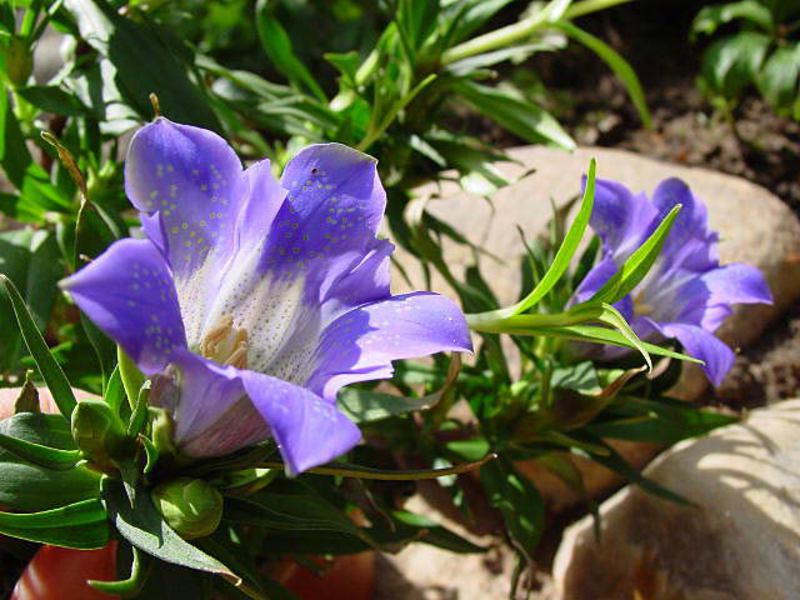 Gentian flower