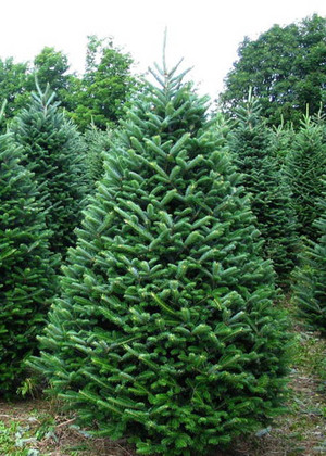 Balsam fir