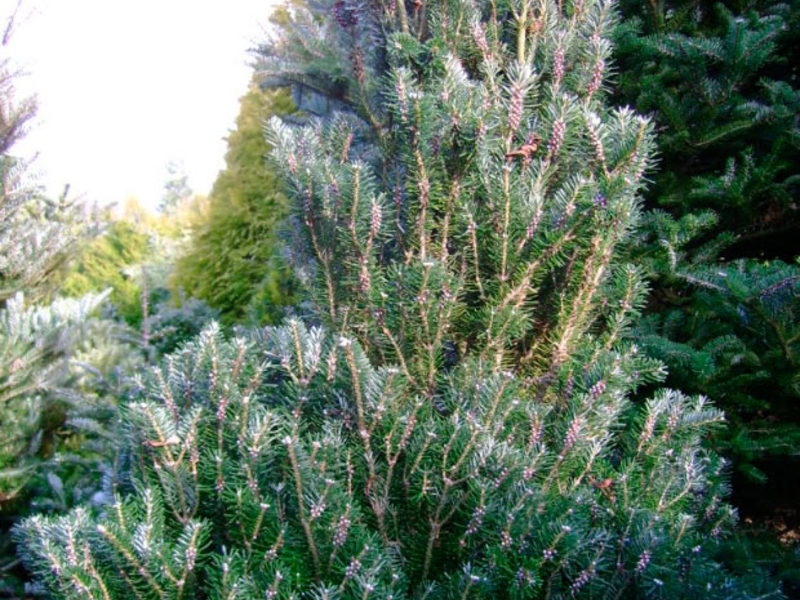 How to grow fir on the site