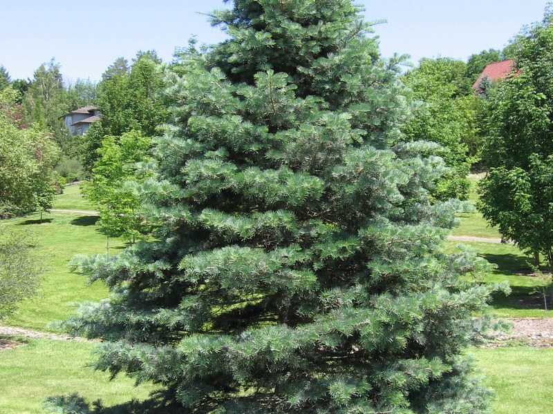 How to grow and care for Korean fir