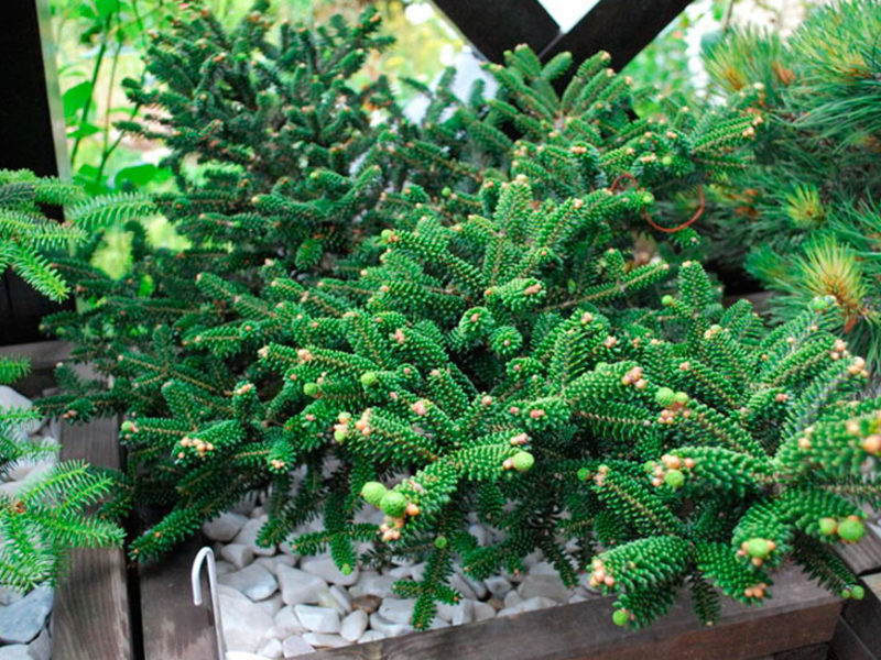 How to plant Korean fir