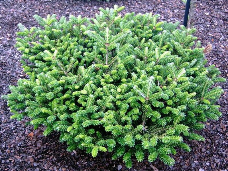 What are the types of fir