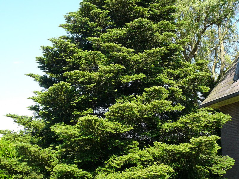 How to grow a fir