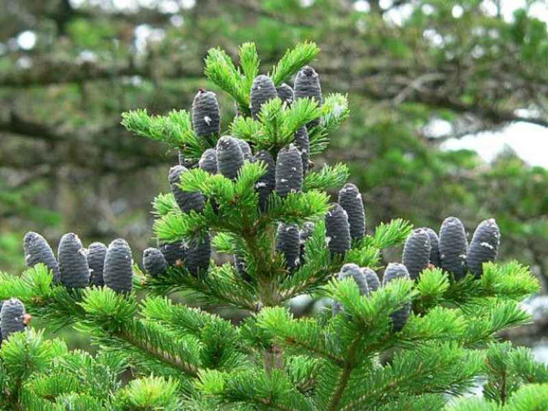 Fir tree description