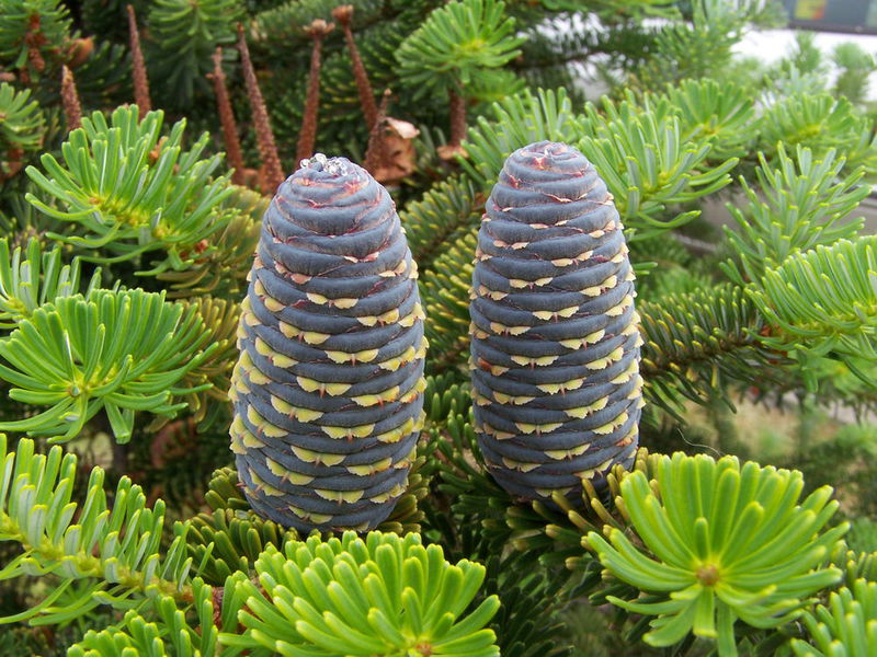 How the fir blooms