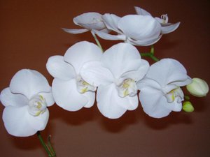 Phalaenopsis white