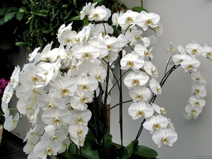 Orchid white