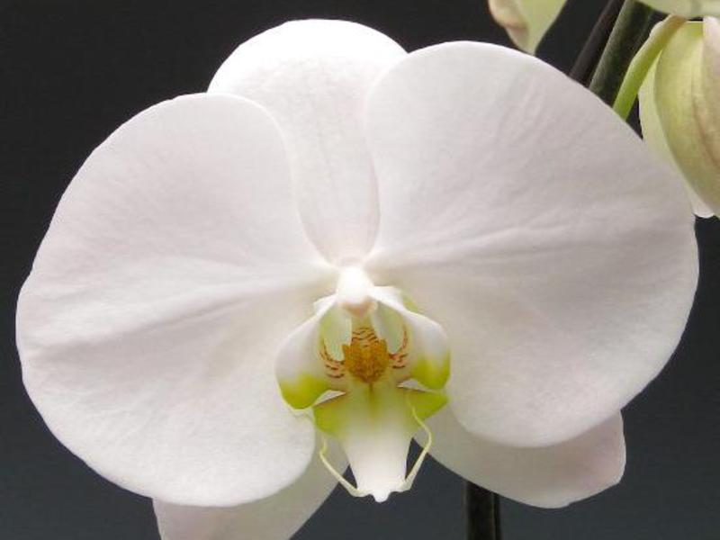 How to transplant an orchid