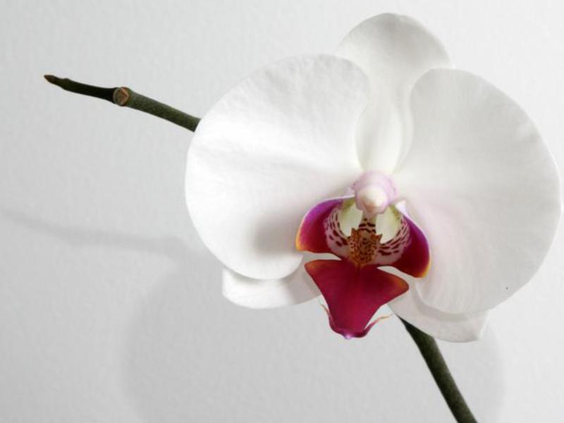 Orchid colors