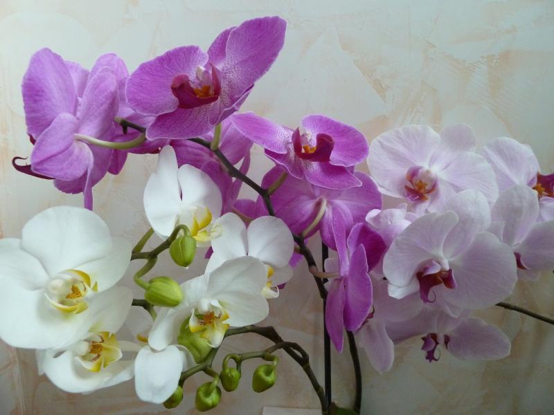 Orchid flowers