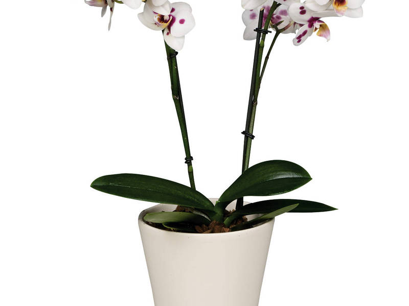 How to care for a white orchid