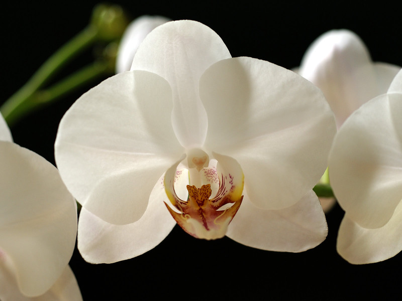 Orchid varieties