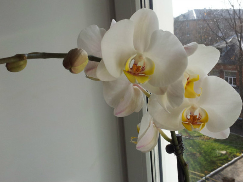 Phalaenopsis white