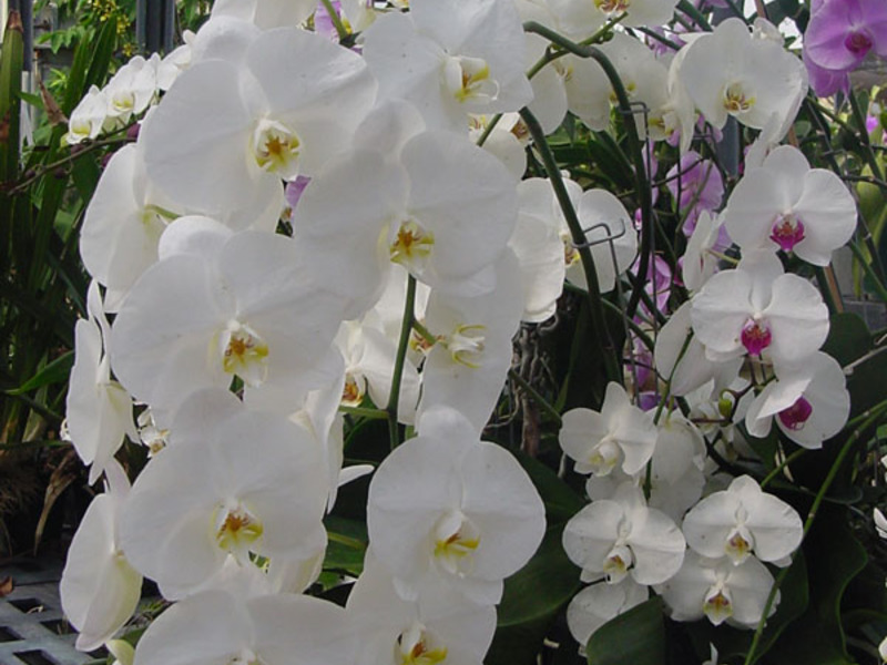 The popularity of the orchid is indisputable and constant