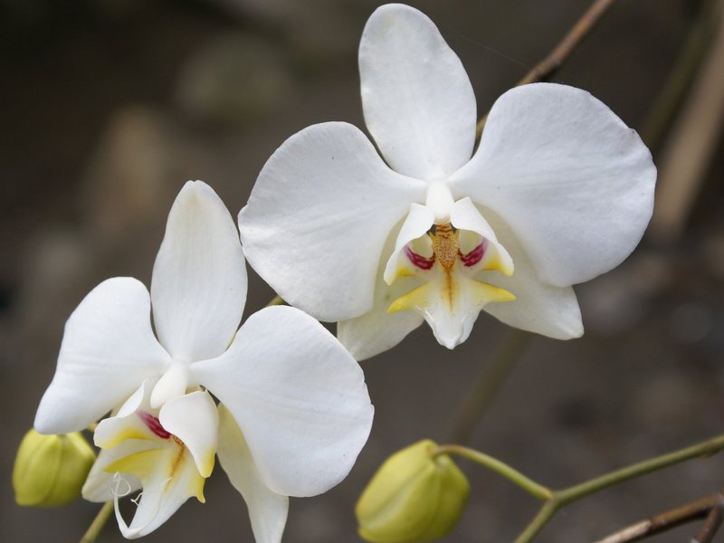 How long does an orchid bloom