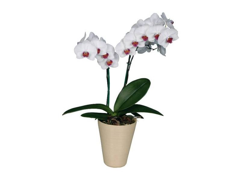 Orchid white