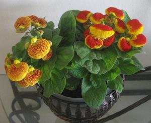 How to properly plant calceolaria