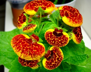 Calceolaria at home