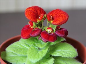 Calceolaria is a beautiful plant with pouch flowers.