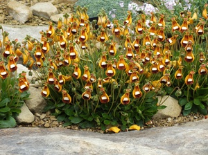 Reproduction of calceolaria