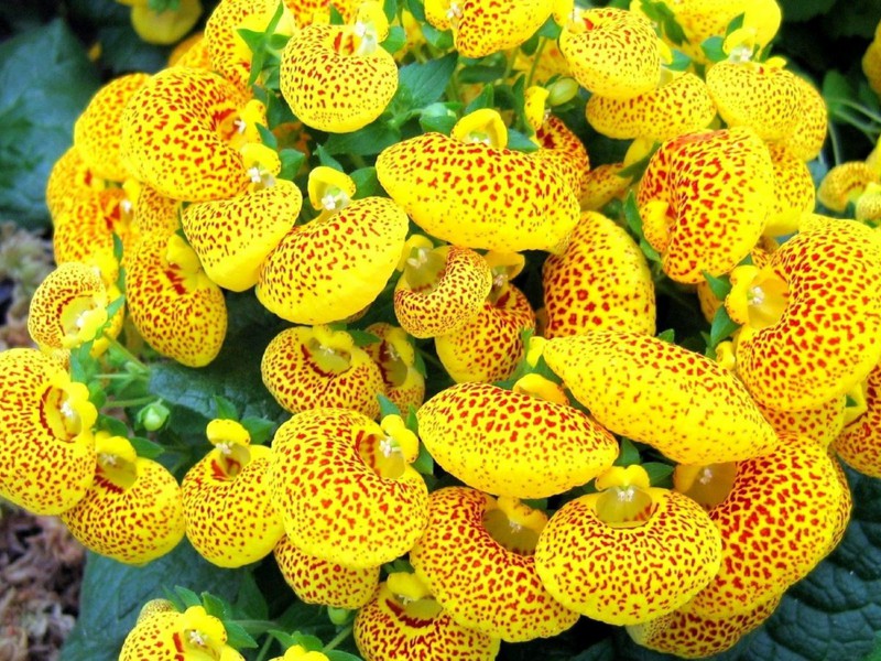 Unusual calceolaria flower