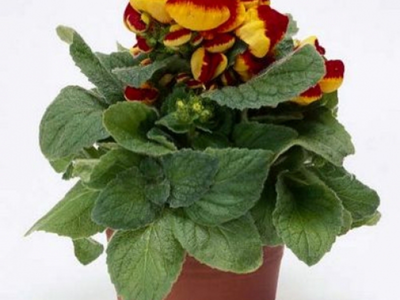 Features of growing calceolaria