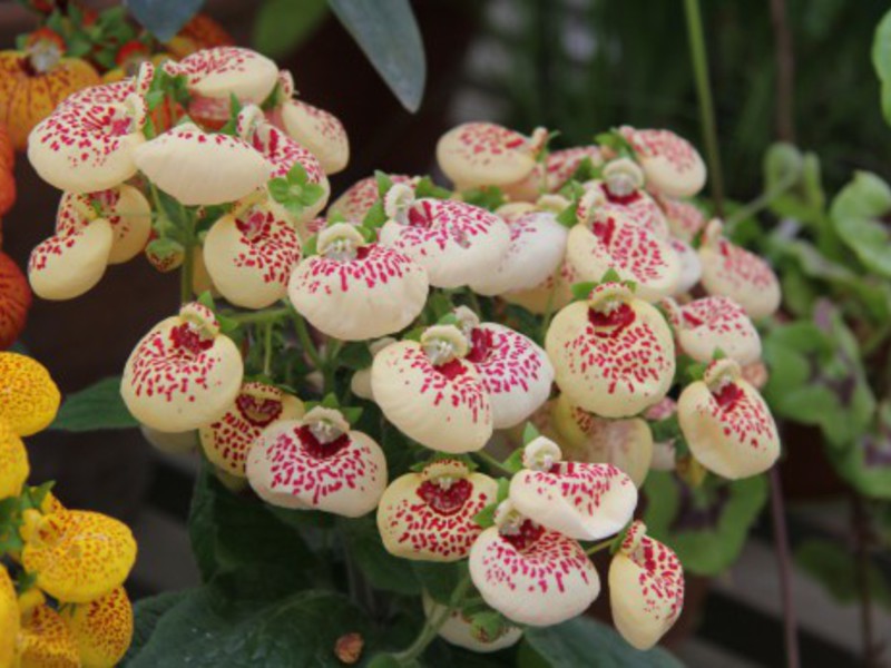 Bright colors in the garden of calceolaria