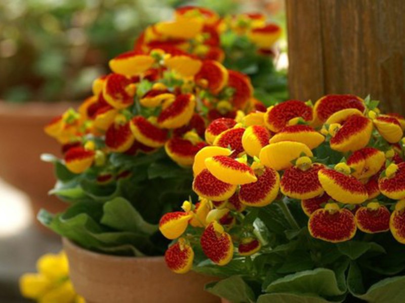 Description of the plant calceolaria