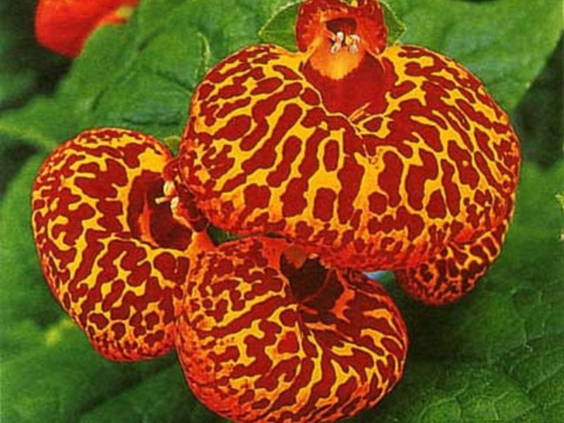 How to plant a calceolaria flower