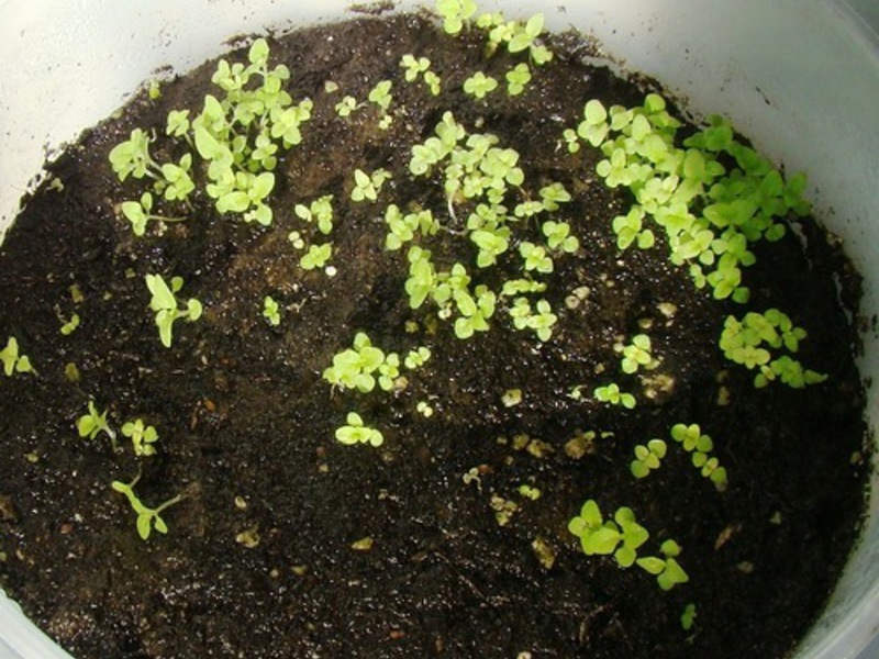 Calceolaria plant seeds