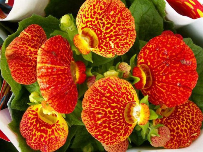 What conditions does calceolaria like?