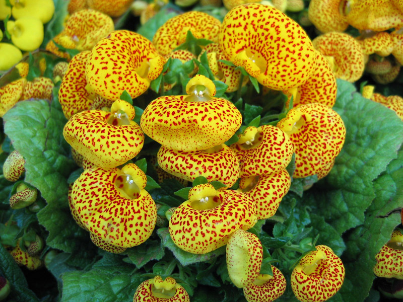 Calceolaria is a beautiful plant with pouch flowers.