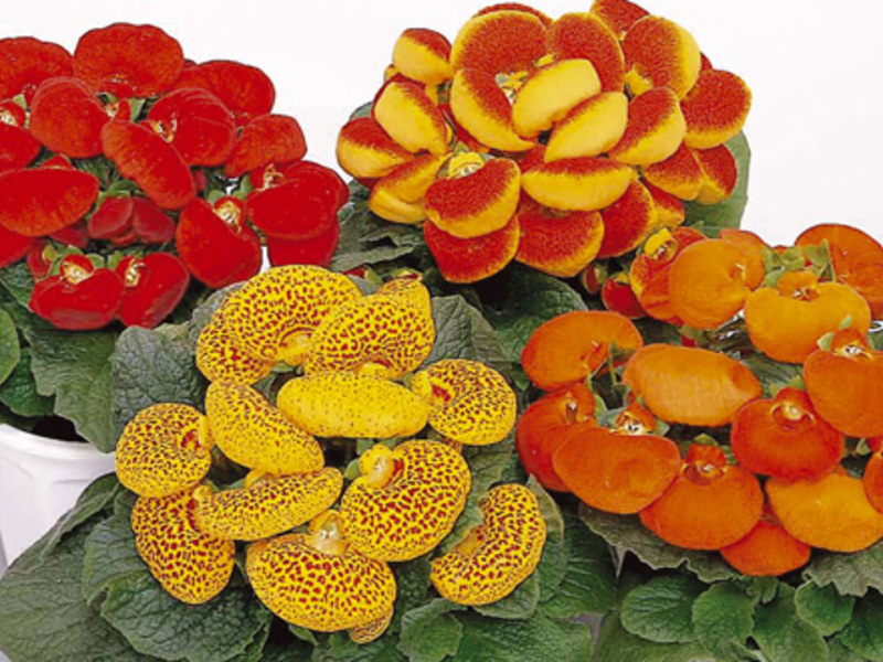 Lighting and temperature for growing calceolaria.