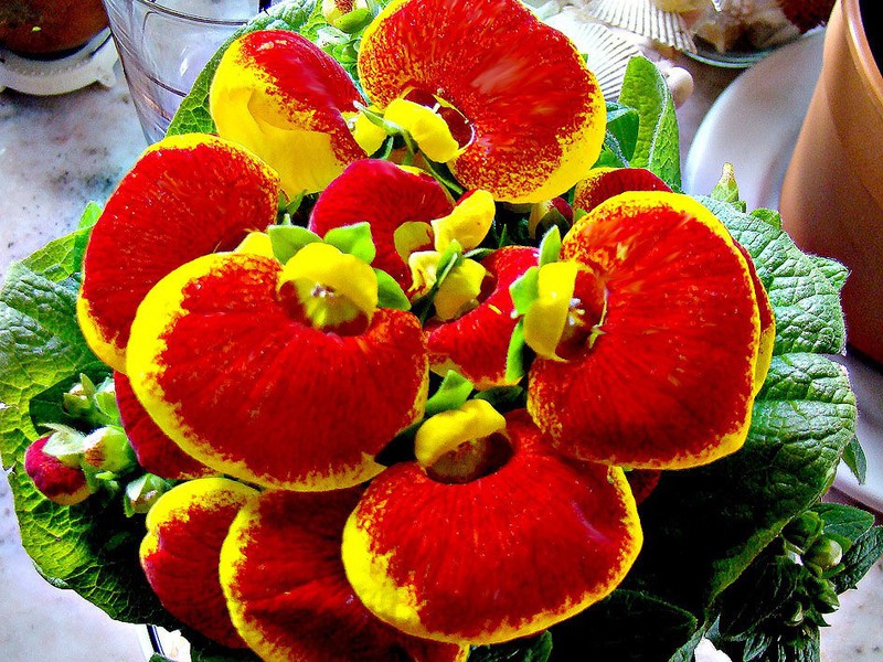 What a calceolaria flower looks like