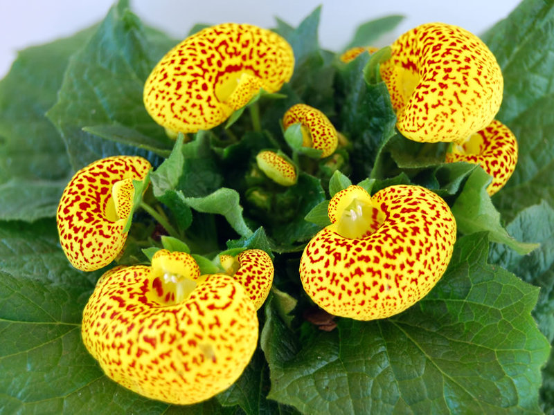 Bright calceolaria flowers