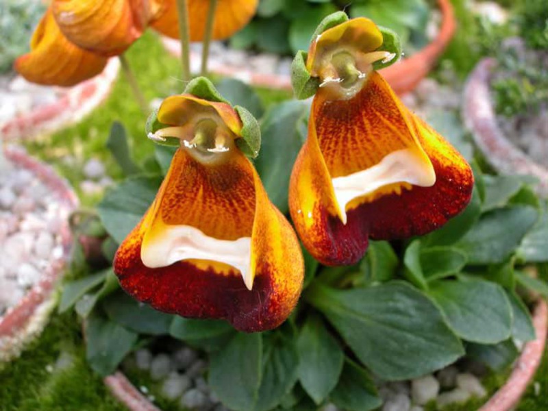 Calceolaria flower species