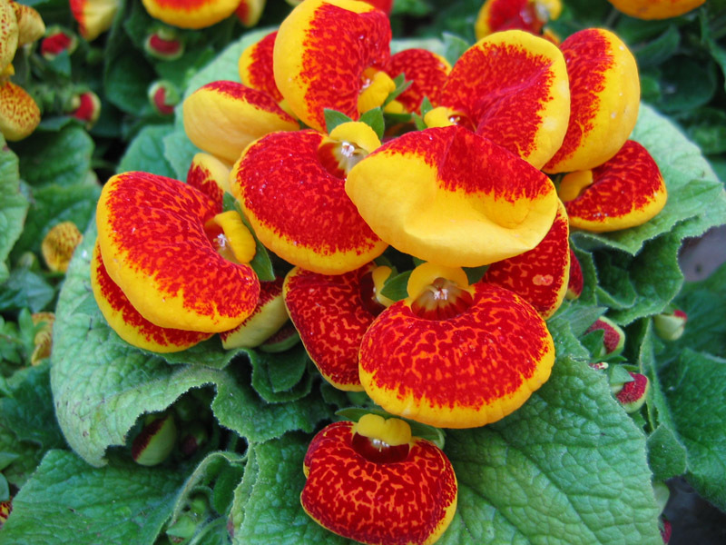 Description of the plant calceolaria