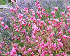  Clarkia graceful