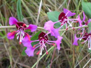 How is clarkia grown