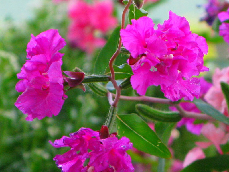 Conditions for growing clarkia