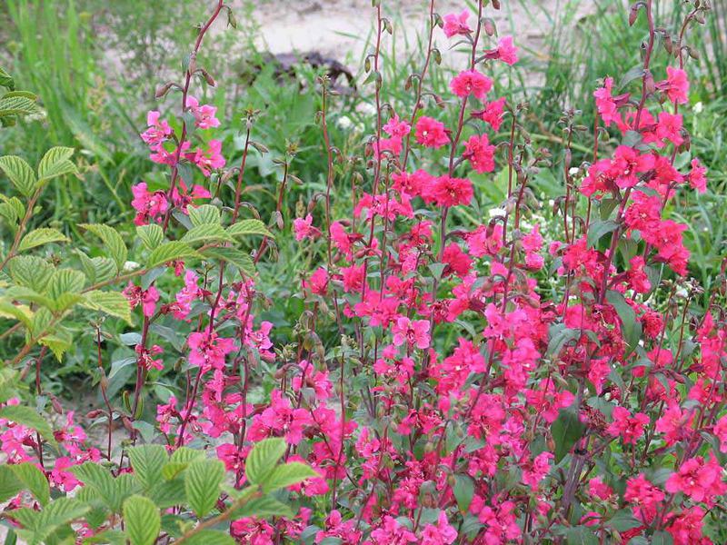 What does the clarkia plant look like?