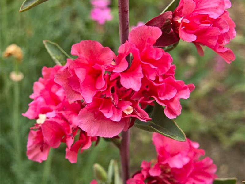  Clarkia graceful