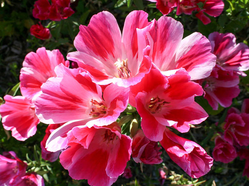 Clarkia flowering period