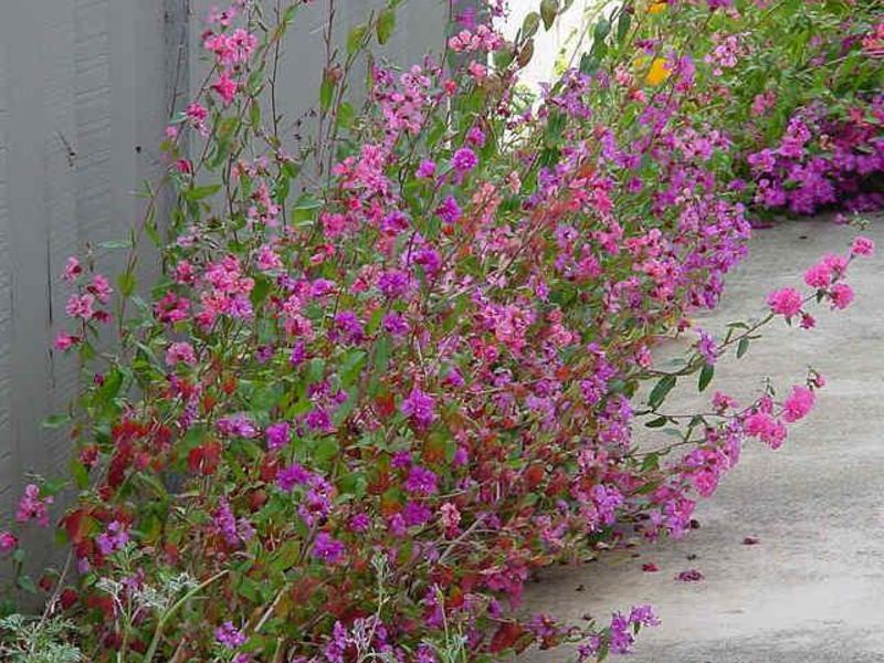 Clarkia plant care