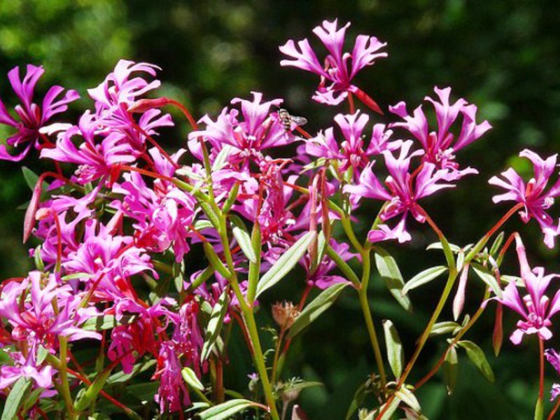 What does the clarkia plant look like?