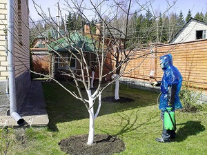 Rules for processing apple trees in spring