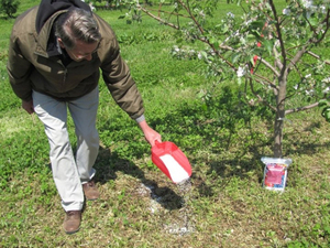 Means for spring fertilization of apple trees and methods