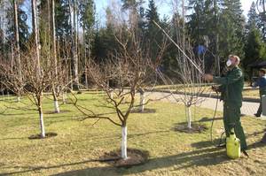 Preventive measures to protect apple trees from disease