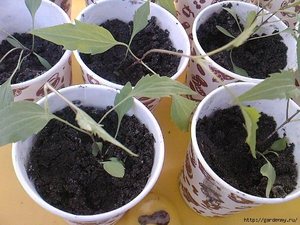 How to care for clematis