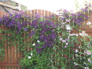 Varieties of clematis